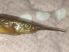 Dermogenys collettei