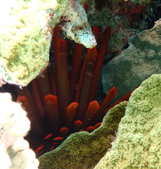 Heterocentrotus mamillatus