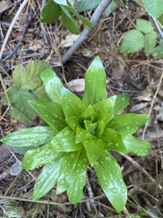 Lilium humboldtii humboldtii