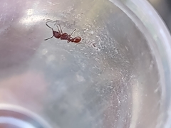 Tetramorium tortuosum