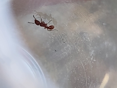 Tetramorium tortuosum