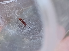 Tetramorium tortuosum