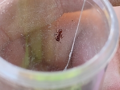 Tetramorium tortuosum