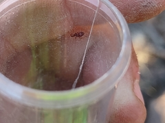 Tetramorium tortuosum