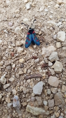 Zygaena lavandulae