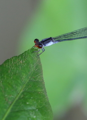 Pseudagrion pruinosum