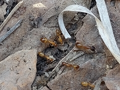 Camponotus festinatus