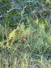Delphinium nudicaule