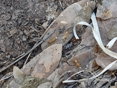 Camponotus festinatus