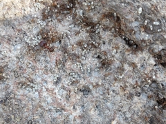 Pheidole obtusospinosa