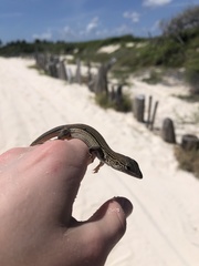 Aspidoscelis cozumela