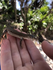 Aspidoscelis cozumela