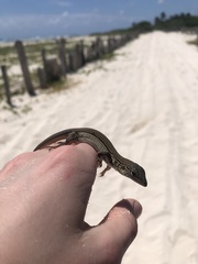 Aspidoscelis cozumela