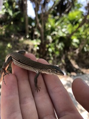 Aspidoscelis cozumela