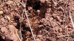 Pheidole tepicana
