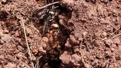 Pheidole tepicana