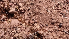 Pheidole tepicana