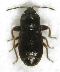 Plinthisus woodwardi