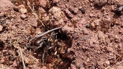 Pheidole tepicana
