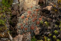 Fuscopannaria coralloidea