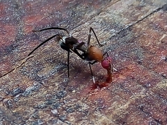 Taeniaptera angulata