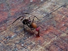 Taeniaptera angulata