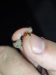 Camponotus semitestaceus
