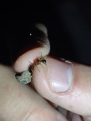 Camponotus semitestaceus