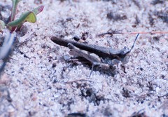 Pycnostictus seriatus