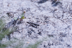 Pycnostictus seriatus