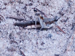 Pycnostictus seriatus