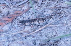 Pycnostictus seriatus