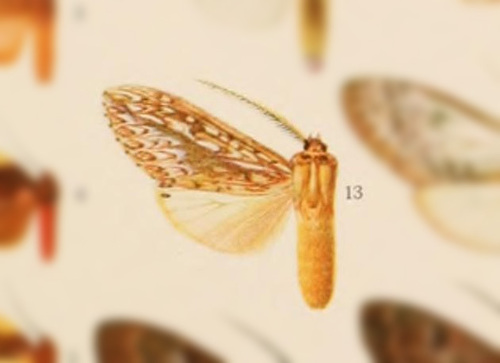 Leucanopsis oblonga
