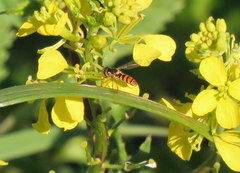 Sphaerophoria pyrrhina