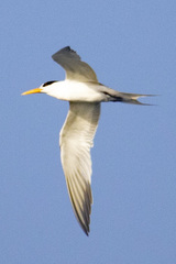 Thalasseus bengalensis