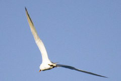 Thalasseus bengalensis