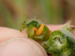 Schizomyia macrofila