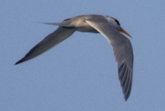 Thalasseus bengalensis