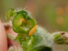 Schizomyia macrofila