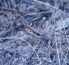 Pycnostictus seriatus