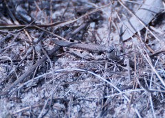 Pycnostictus seriatus
