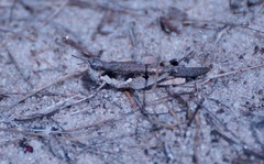 Pycnostictus seriatus