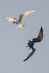 Thalasseus bengalensis