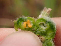 Schizomyia macrofila