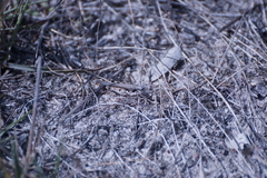 Pycnostictus seriatus