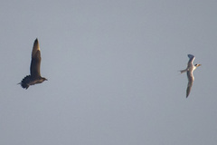 Thalasseus bengalensis