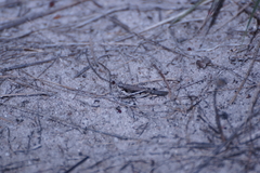 Pycnostictus seriatus