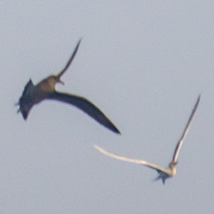 Thalasseus bengalensis