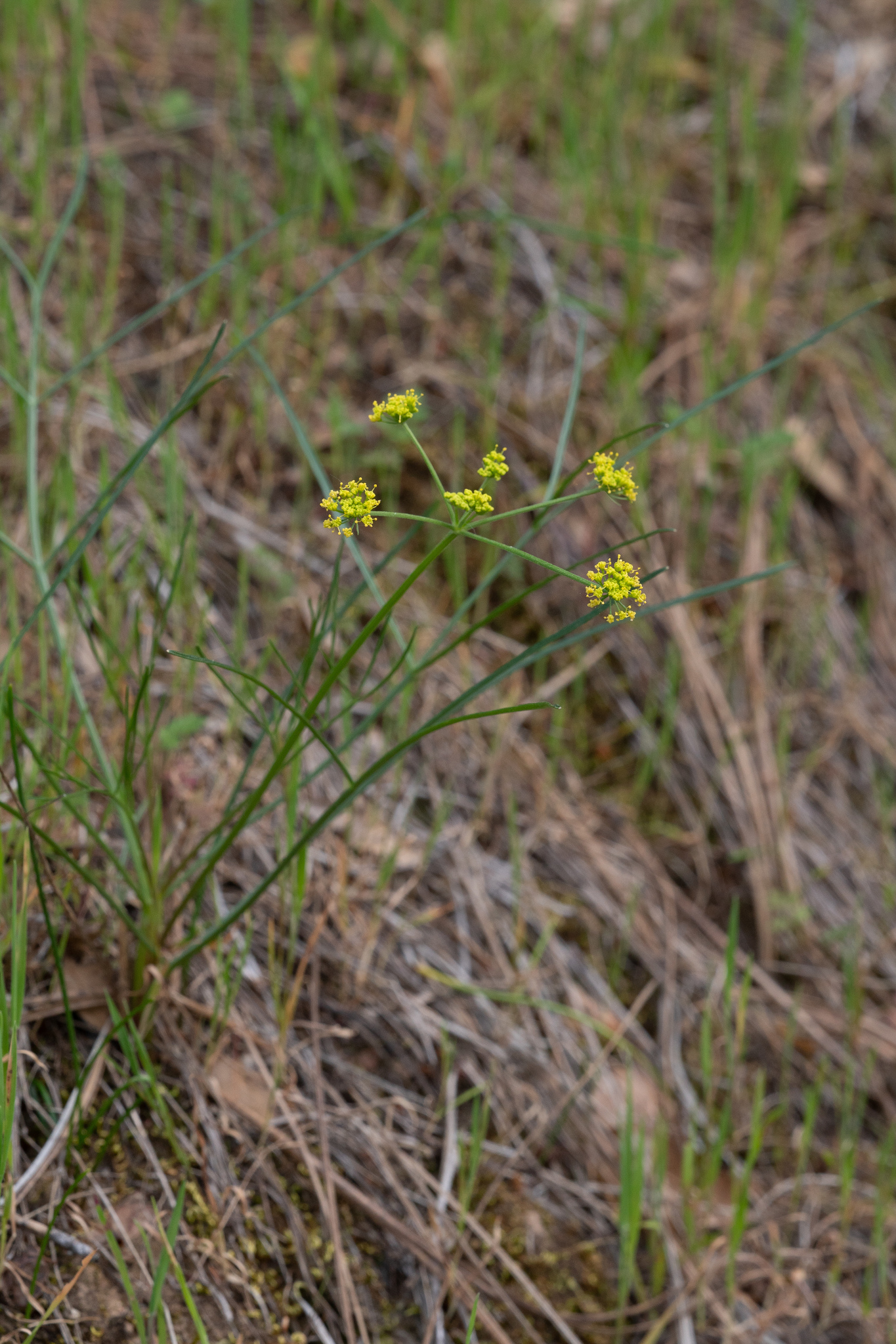 Lomatium marginatum var. marginatum