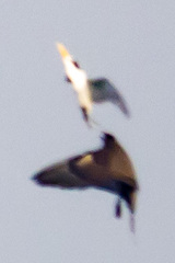 Thalasseus bengalensis